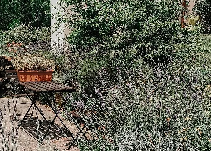 The Olive Grove In Tuscany